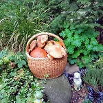 Pod Bukem Bystrice (Moravia-Silesia)
